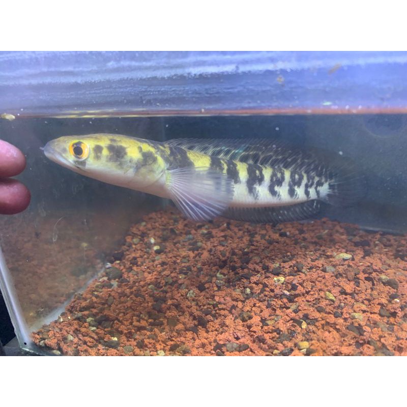 ys/maru 16-20cm full cabung bunga tipis