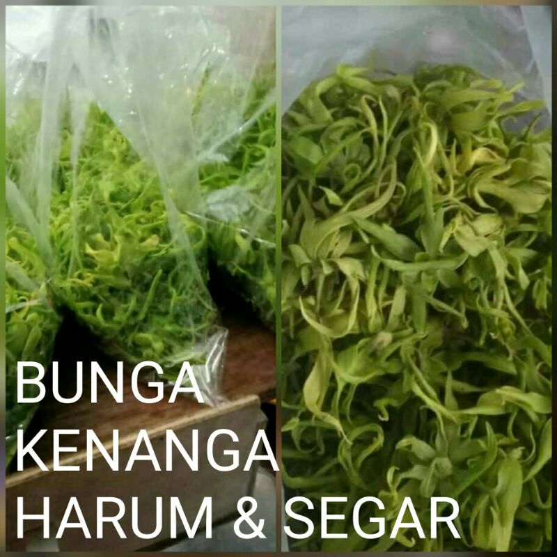 kenanga bunga/kembang harum dan segar 1 kantong