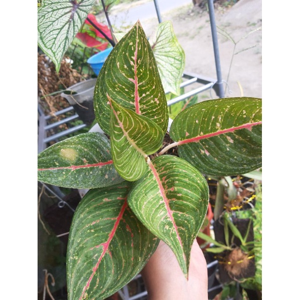 Aglonema Green Legacy