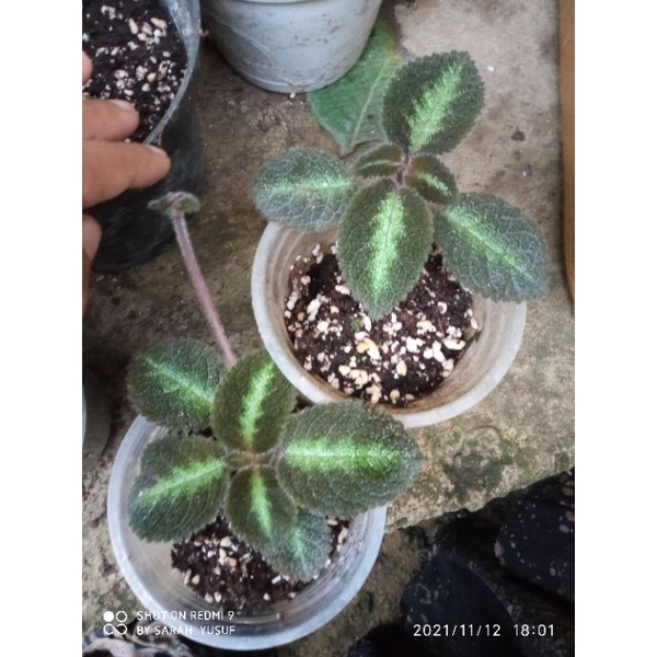 episcia bunga putih keunguan