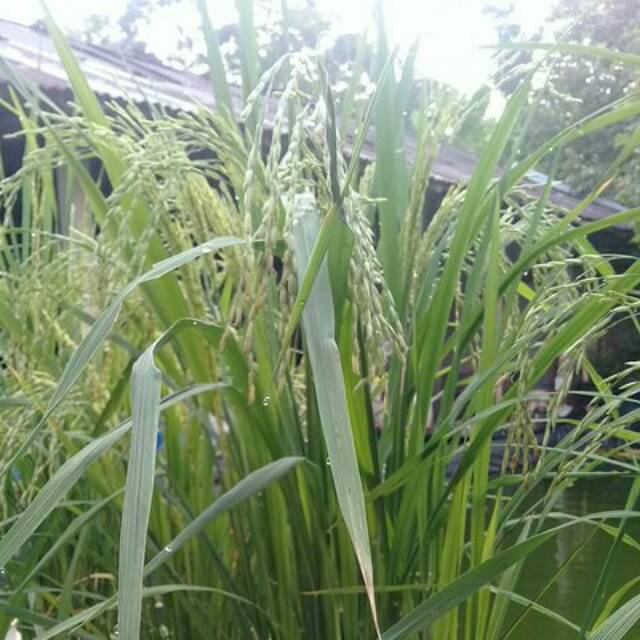 earlywindy