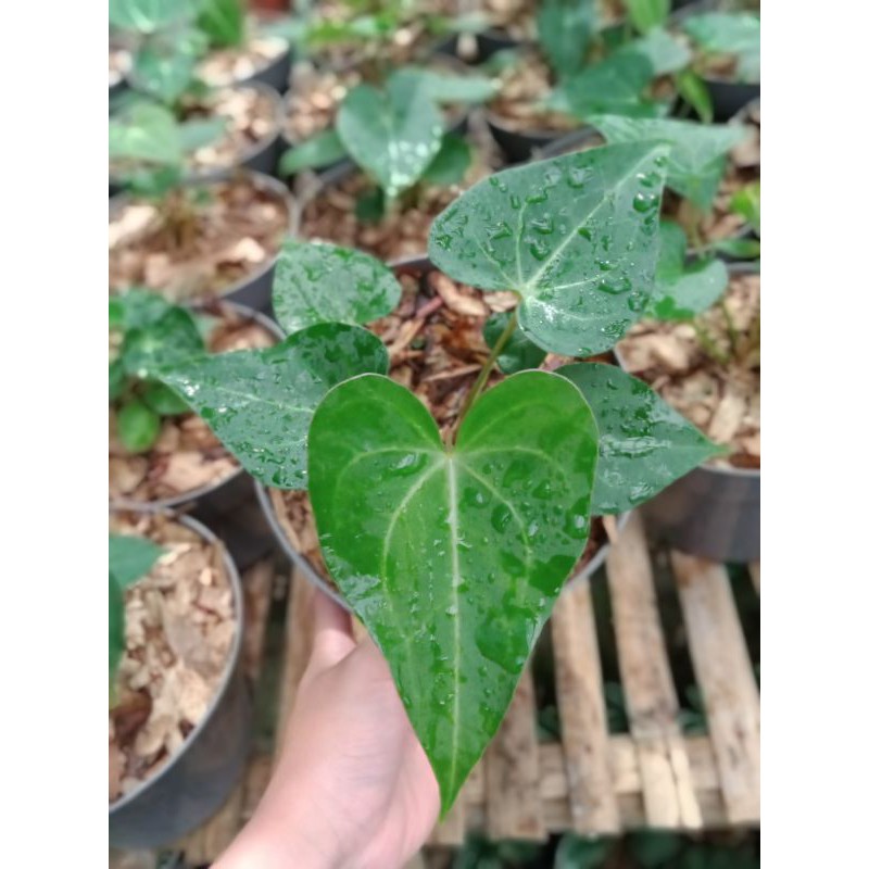 Anthurium clarinervium hybrid