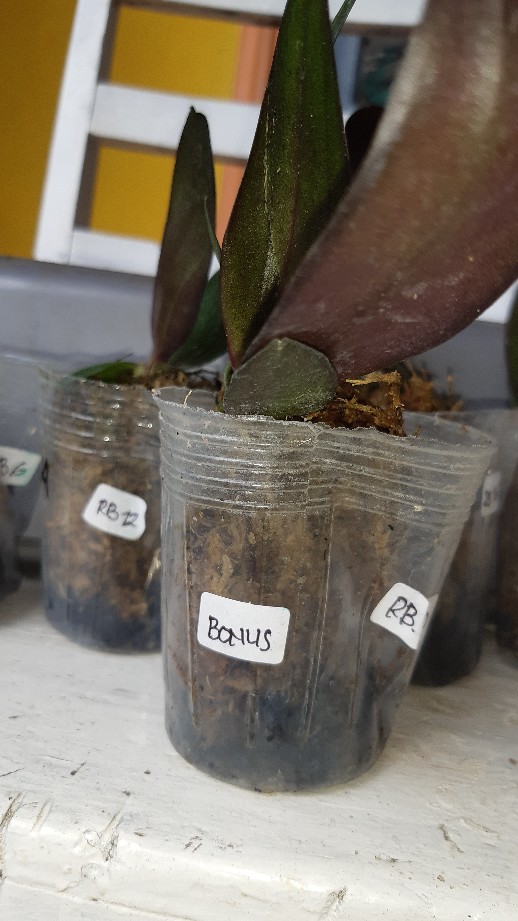 Anggrek Bulan Remaja - Phalaenopsis Hybrid Taiwan