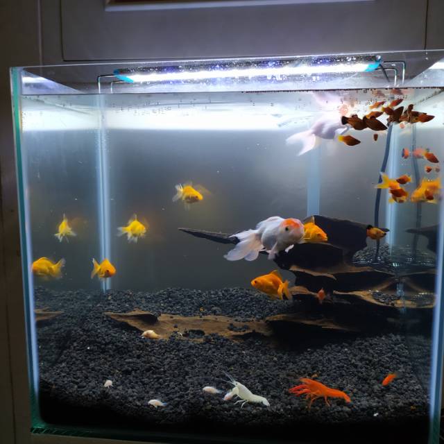 106+ Set Up Aquarium Ikan Koki Gratis