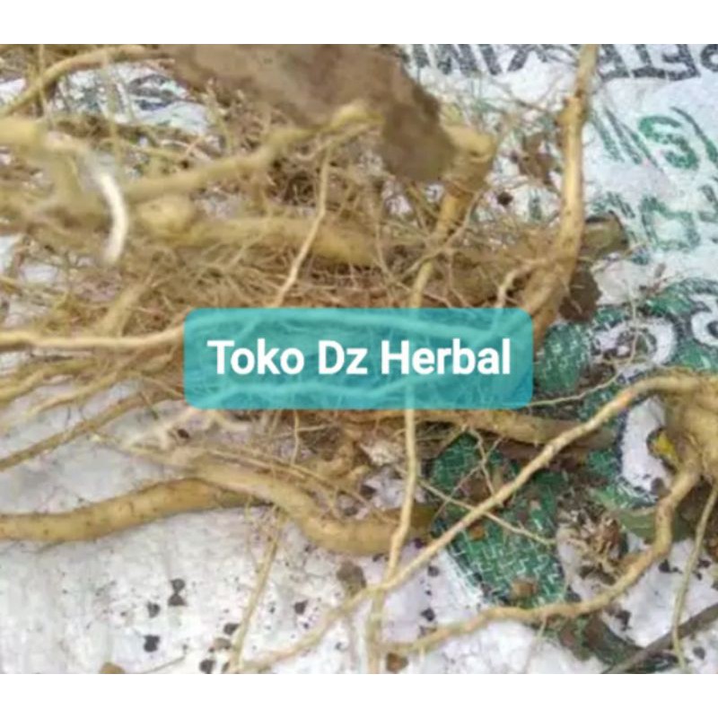 

Jual akar sidaguri jantan segar asli 600 gram ready-az