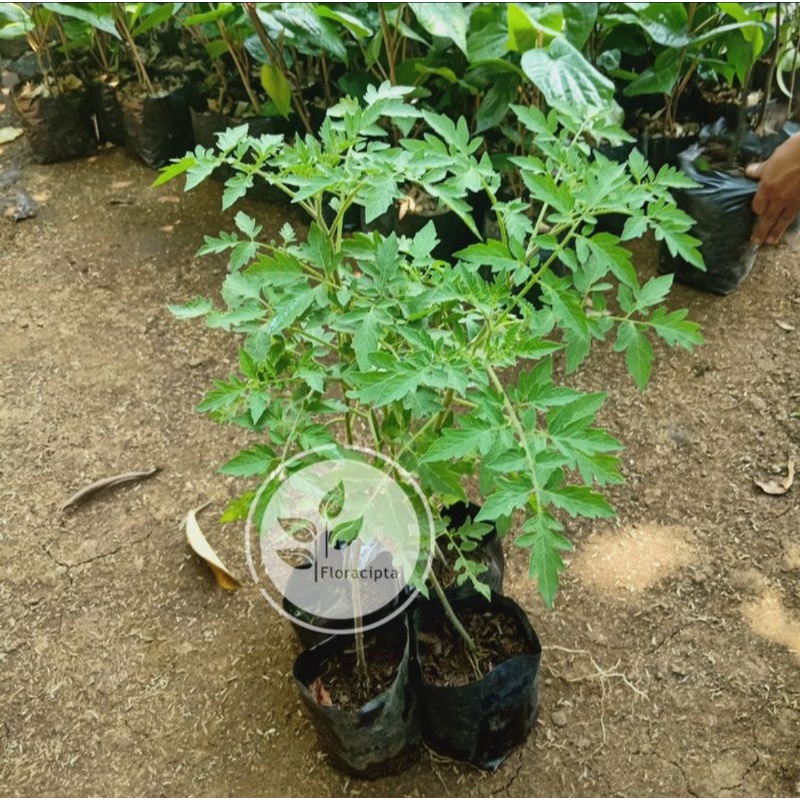 Pohon Tomat Sayur - Bibit Pohon Tomat Sayur