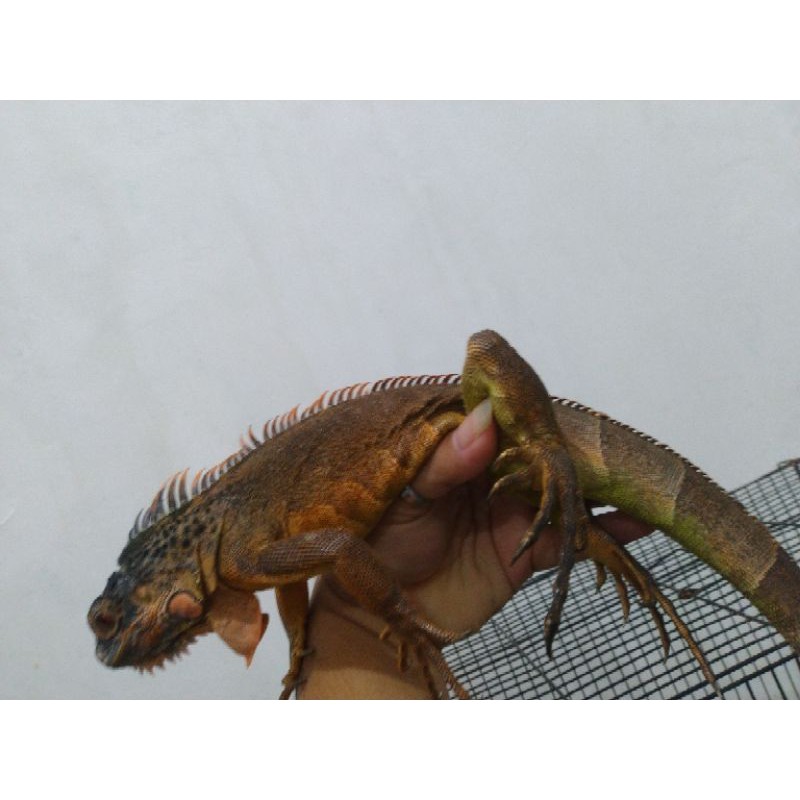 iguana red colom juve