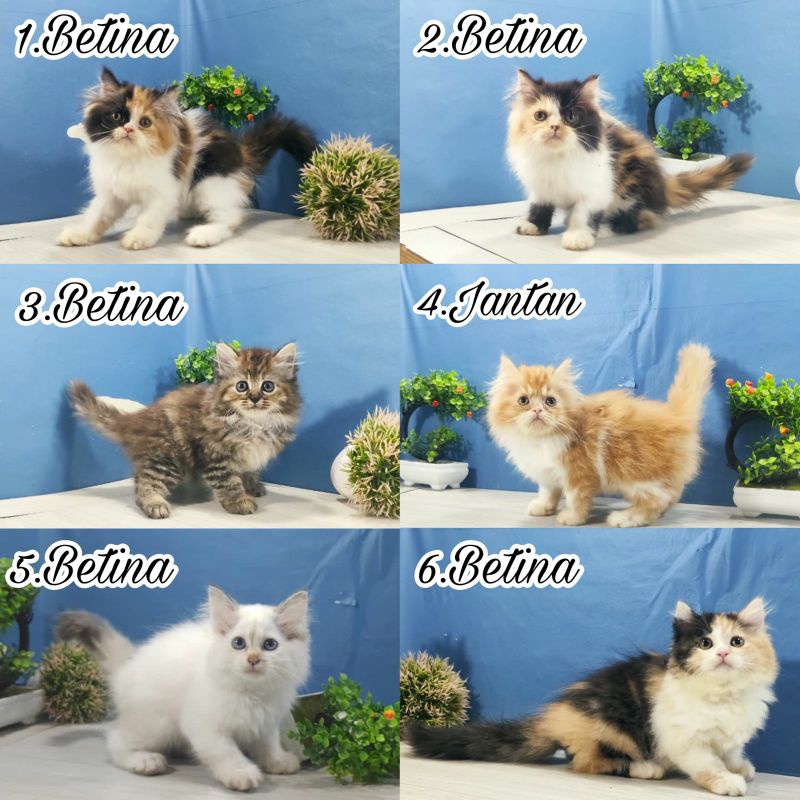 Kucing kitten Persia longhair