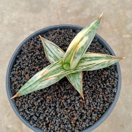 Sansevieria lavranos 1970 varigata white