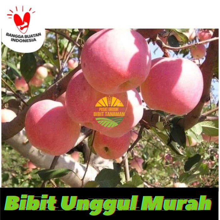 Bibit tanaman buah apel pink honey okulasi siap berbuah