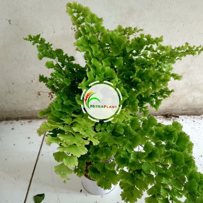 Bibit Tanaman Suplir Betok Tanaman Hias Suplir Tanaman Hias Suplir Betok