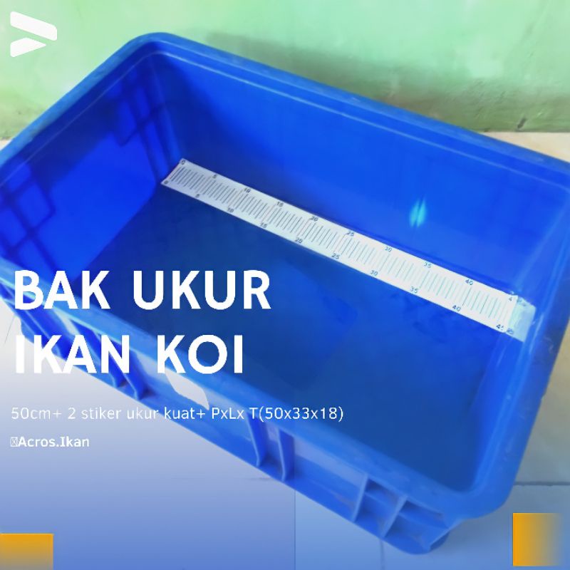 Bak Ukur Ikan Koi