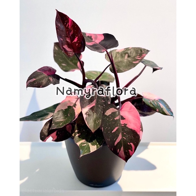bonggol philodendron pink princes