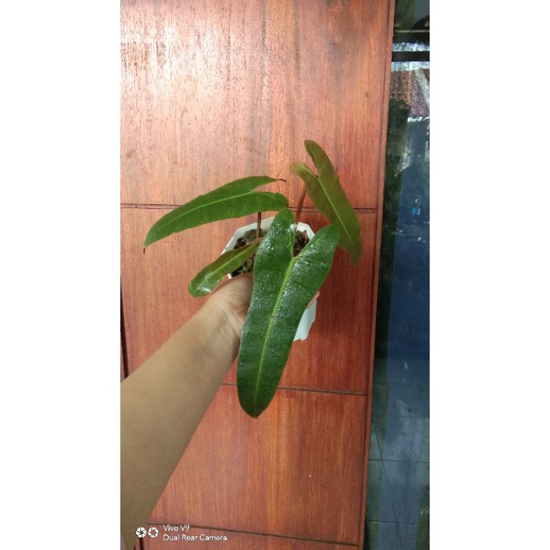 Philodendron Atabapoense