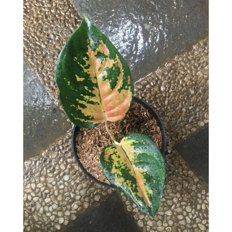 bunga aglonema baby sultan brunei