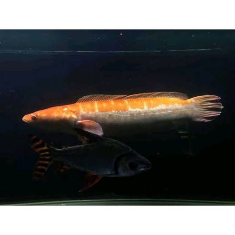 Toman Micro Xanthic 8-10cm