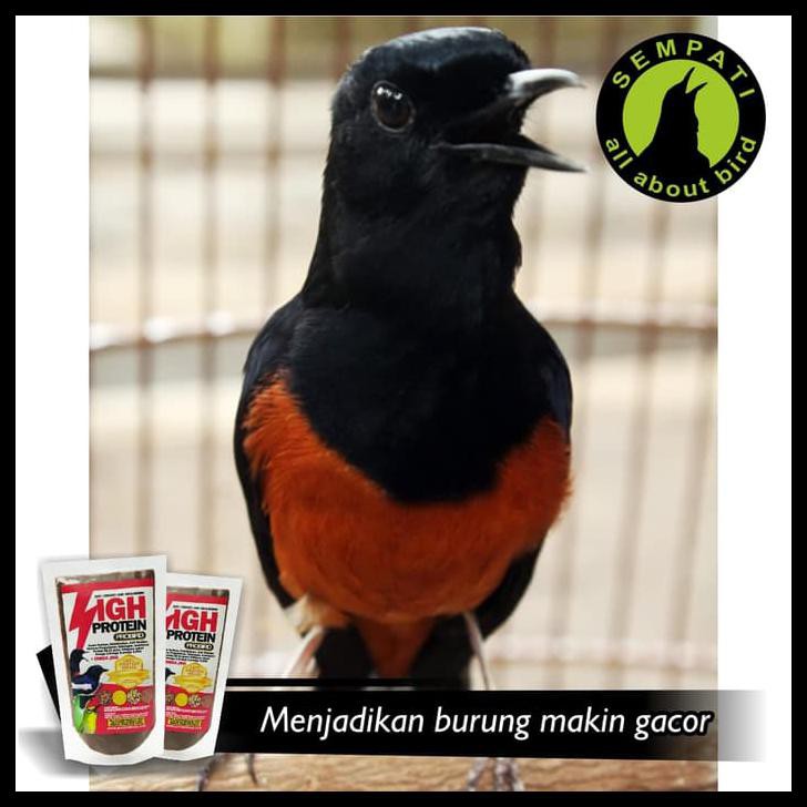 Buruan Serbu Pakan Burung Kacer Murai Cucak Hijau Pleci High