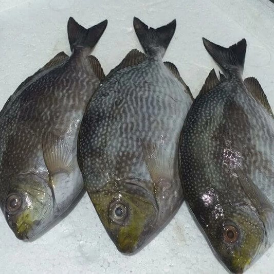 

Ikan Baronang Fresh 1000 gram