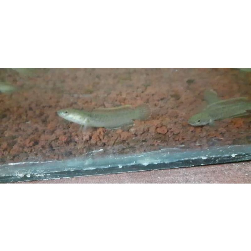 BABY CHANA LIMBATA calon galak