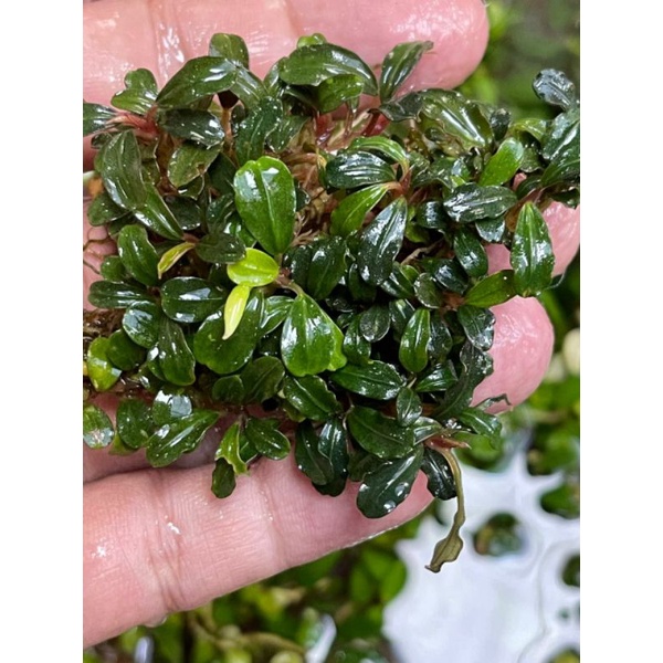 bucephalandra clump daun mini