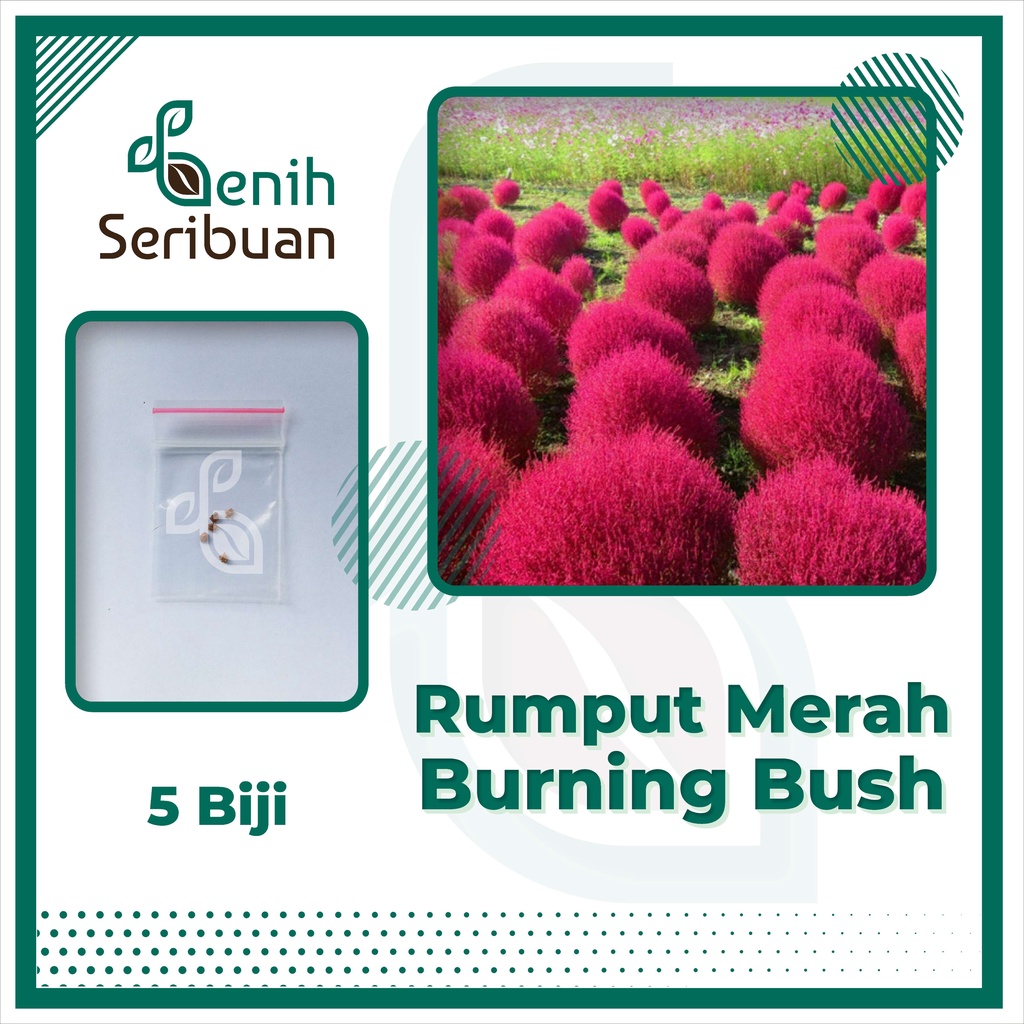 BS-BYL Bibit Bunga Benih Tanaman Bunga Hias Matahari Mawar Aster Vinca Krisan Telang Sunflower Krokot Lavender Marigold Zinnia-BURNING RED GRASS