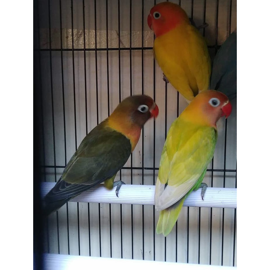 20+ Foto burung lovebird olive terupdate