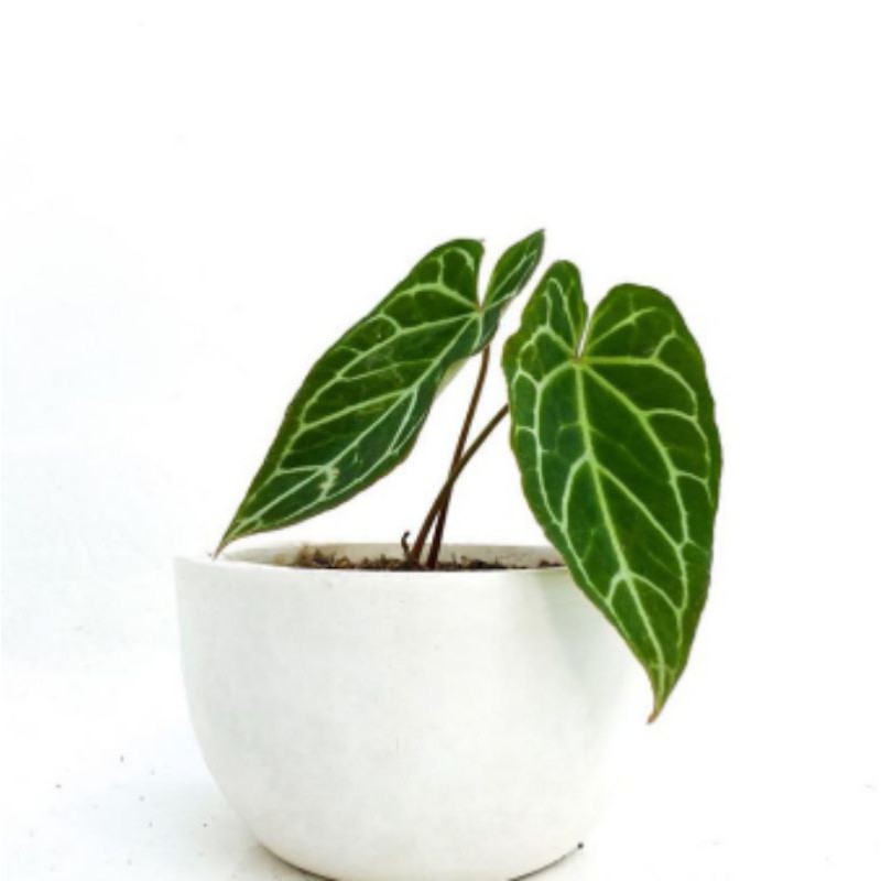 

Anthurium Kuping gajah