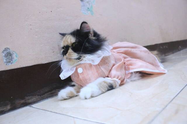 Baju kucing cream lucu untuk kucing dan anjing / baju kucing murah size S-XL