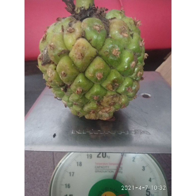 

ASAM CIKALA/KECOMBRANG (1 KG),untuk bumbu arsik dan makanan khas lainnya.