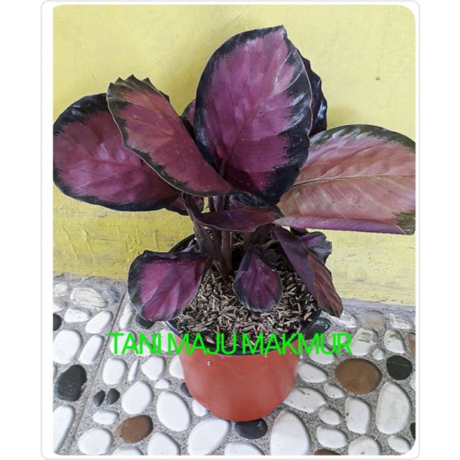 BUNGA CALATHEA CRIMSON RUMPUN
