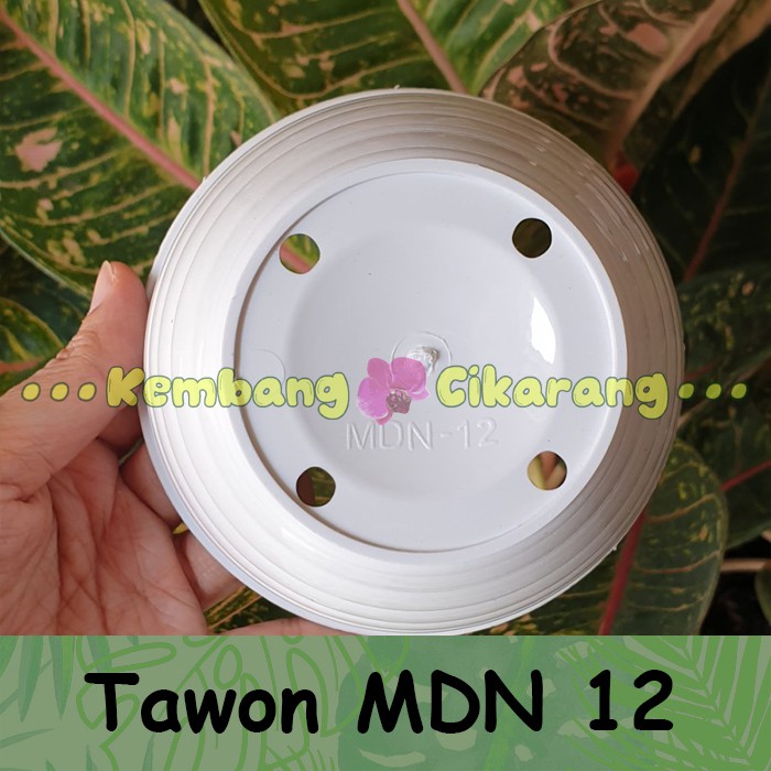 TAWON MDN uk 12 (12cm) pot putih dan warna warni model tawon ukuran 12 pot bunga kecil cantik