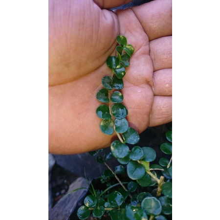 bahan bonsai ohna metalik langka import 20 cm