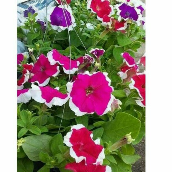tanaman hias menjuntai petunia bunga pink