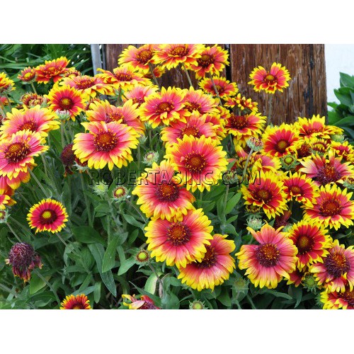 Amefurashi Bibit Benih Seeds Blanket Flower Gaillardia Aristata Bunga Bicolor Unik Shopee Indonesia
