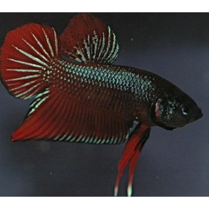 INDUKAN CUPANG CENDOLAN/FULL TELOR