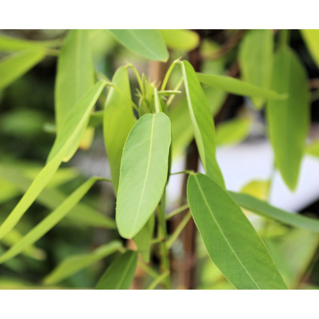 Benih Bibit Biji - Dancing Plant (Tanaman Menari) Codariocalyx motorius Seeds - IMPORT