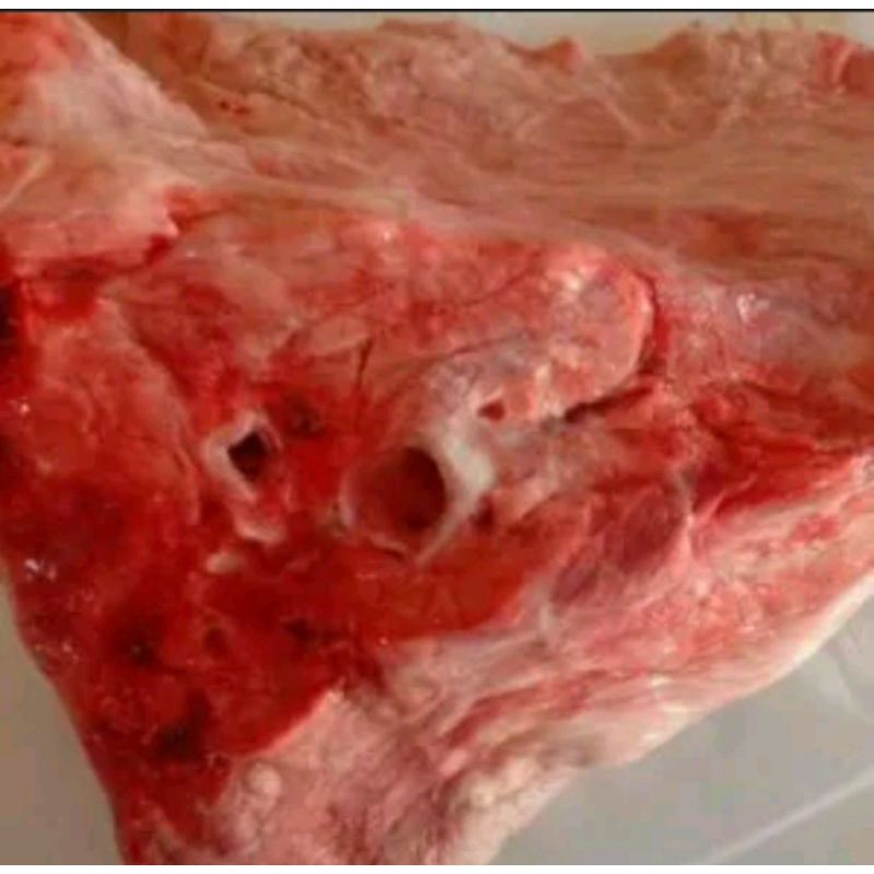 

Paru sapi import