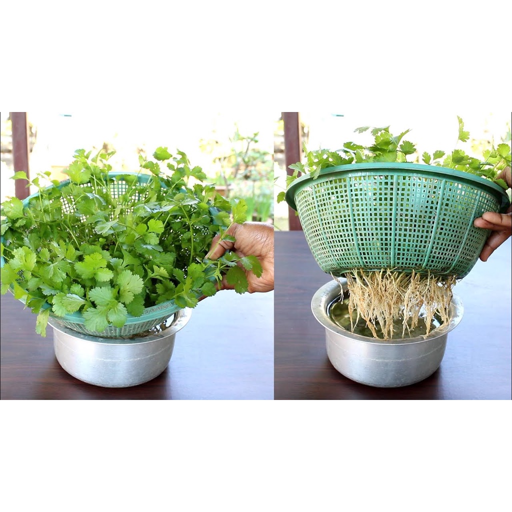 [BENIH UNGGUL] Benih/Bibit/Biji/Seed Daun Ketumbar | Coriander | Cilantro-5