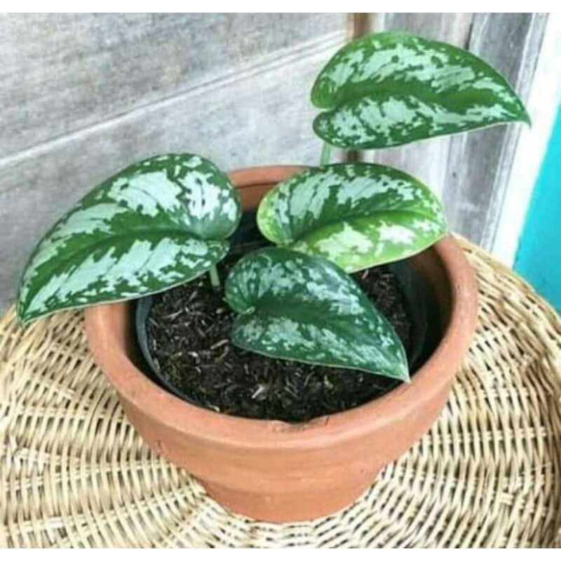 Sirih Gading Silver Scindapsus, Sirih Gading Silver Rimbun