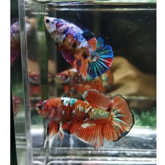 SEPASANG/1 PAIR IKAN CUPANG PK MULTICOLOR/PLAKAT MULTI GALAXY METALIC X RAINBOW 100% REALPICT (KODE 