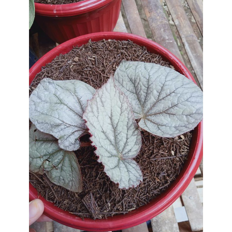 Begonia silver pink