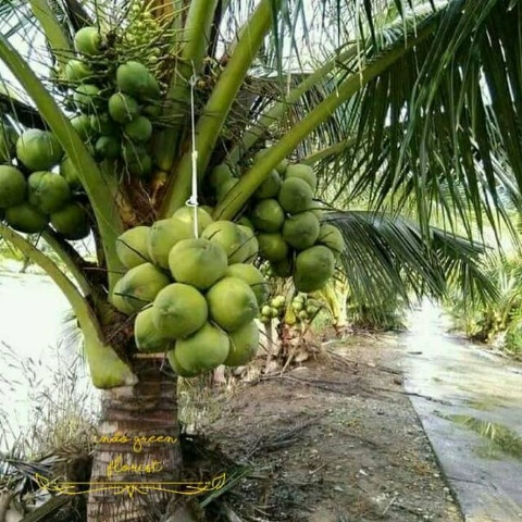Bibit Kelapa Wulung, Kelapa Hijau Wulung, Kelapa Ijo Wulung Asli 100%