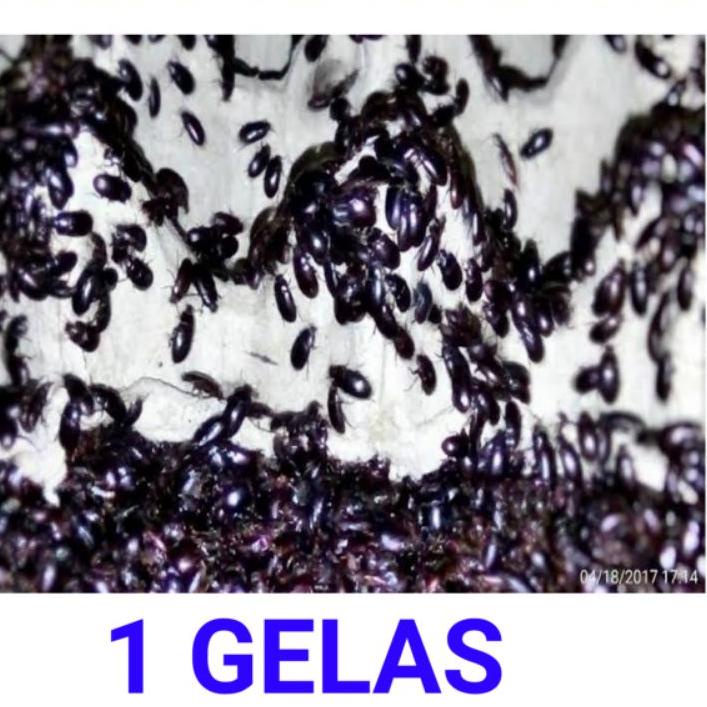 |Stock terbaru|Termurah|Diskon Besar kepik ulat kandang 1 gelas  //kumbang ulat kandang hidup isi le