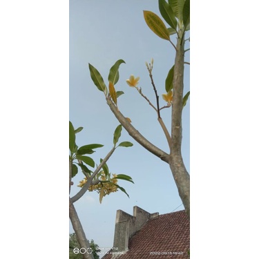 pohon kamboja kuning cendana