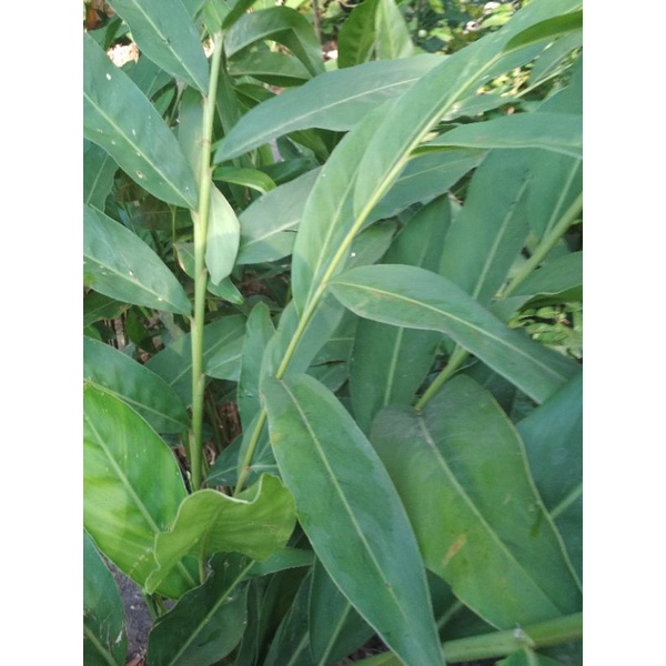 

daun lengkuas segar 40 lembar