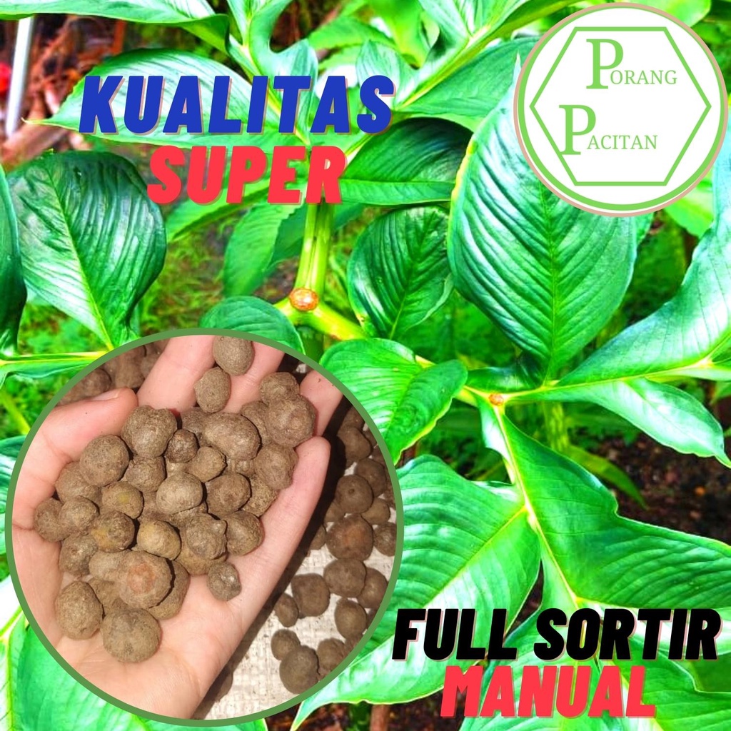 Bibit Porang bubil/biji  Isi 500 per 0,5 Kg – Isi 1000 per 0,5 Kg (Tergantung Stok)