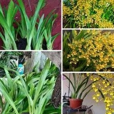 anggrek oncidium golden americana besar