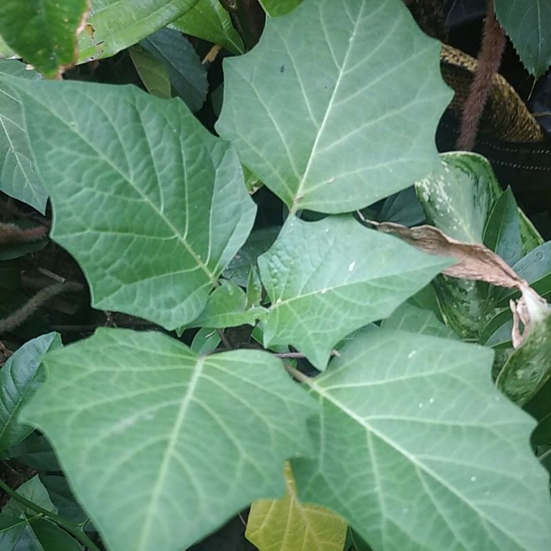 Tanaman Obat Kecubung Wulung ungu