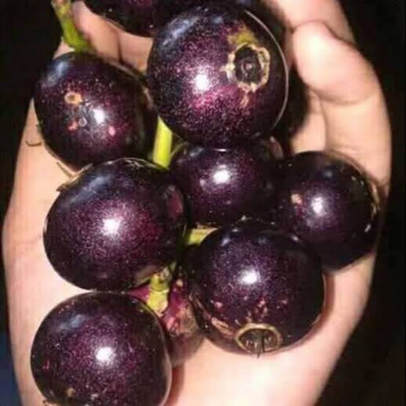 

buah gowok segar 500gram