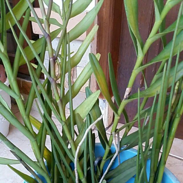 Anggrek Tanah Paket Hemat